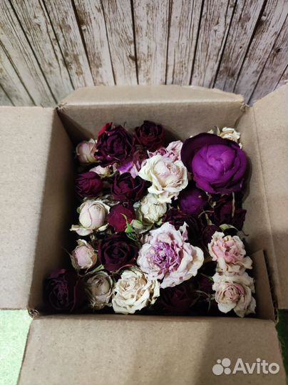 Сухоцветы розы кустовые