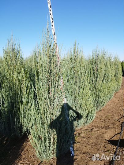 Можжевельник блю эрроу