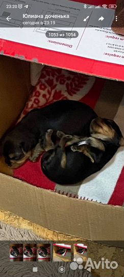 Йоркширский терьер