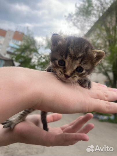 Отдам котят