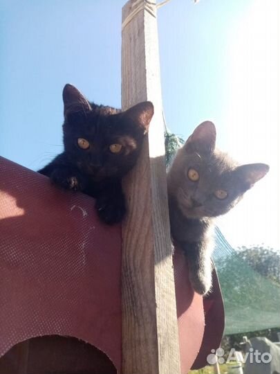 Котята девочки в добрые руки