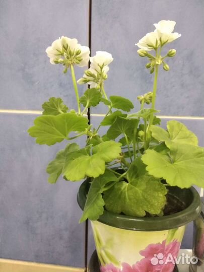 Пеларгония герань