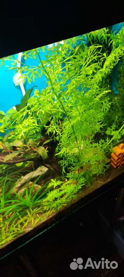 Аквариумные растения