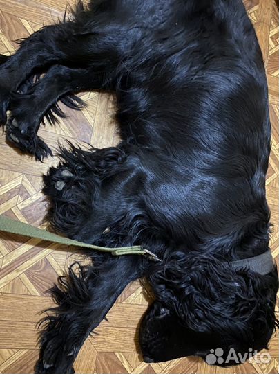 Кокер-спаниель