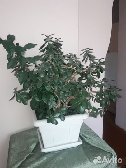 Комнатное денежное дерево Толстянка