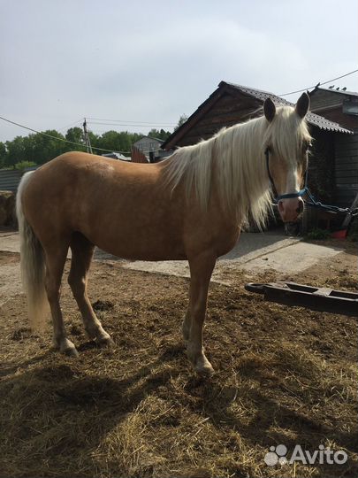 Соловая кобыла в матки