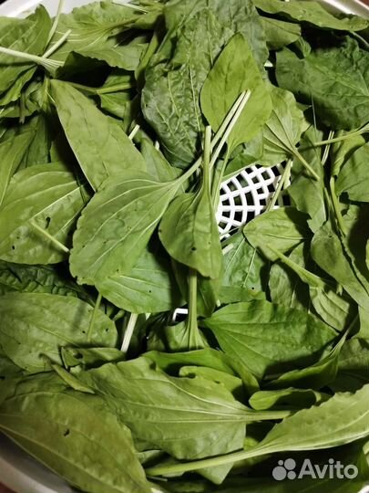 Подорожник большой лист. Семижильник