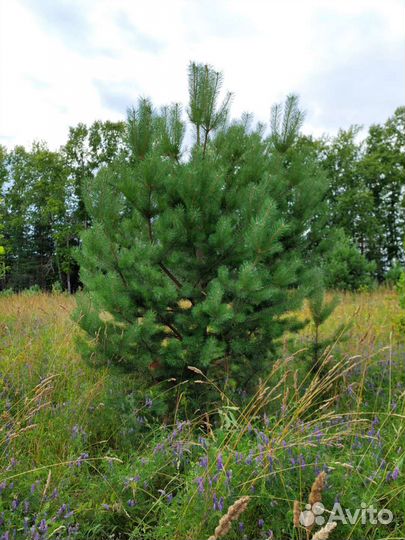 Сосна обыкновенная саженцы