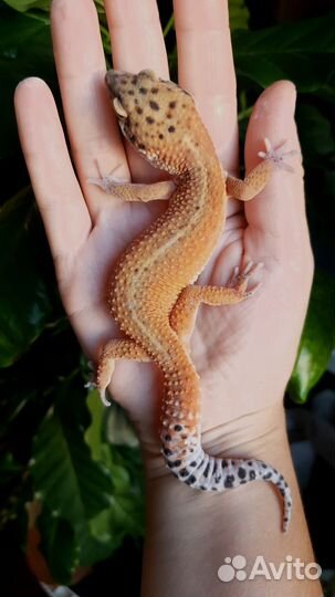 Эублефары cross gpro самки