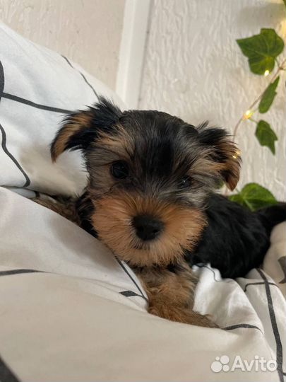 Йоркширский терьер