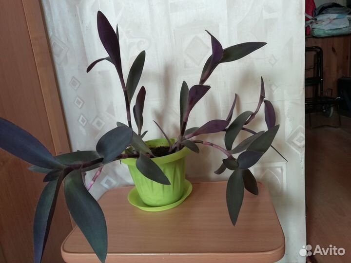 Традесканция Сеткреазия пурпурная и цветок Рео