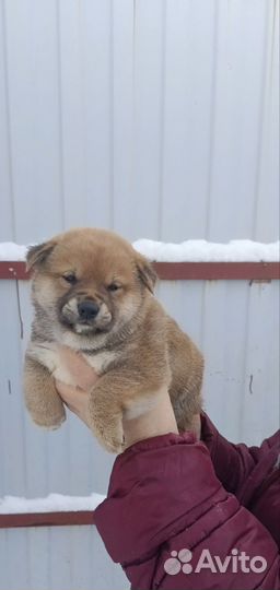Милые сибочки