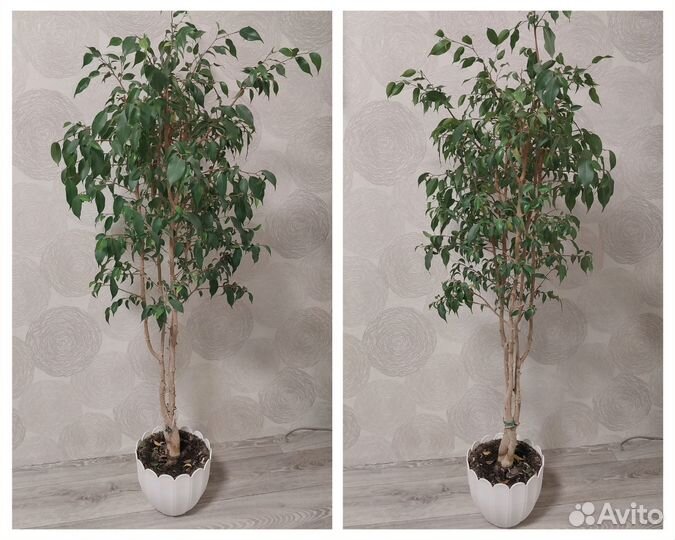 Фикус бенджамина большой