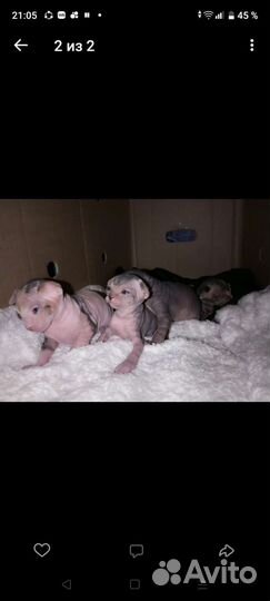 Кошка Сфинкс