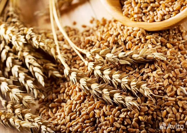 Комбикорм зерно