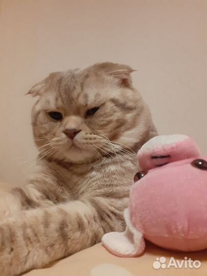 Шотландский вислоухий кот