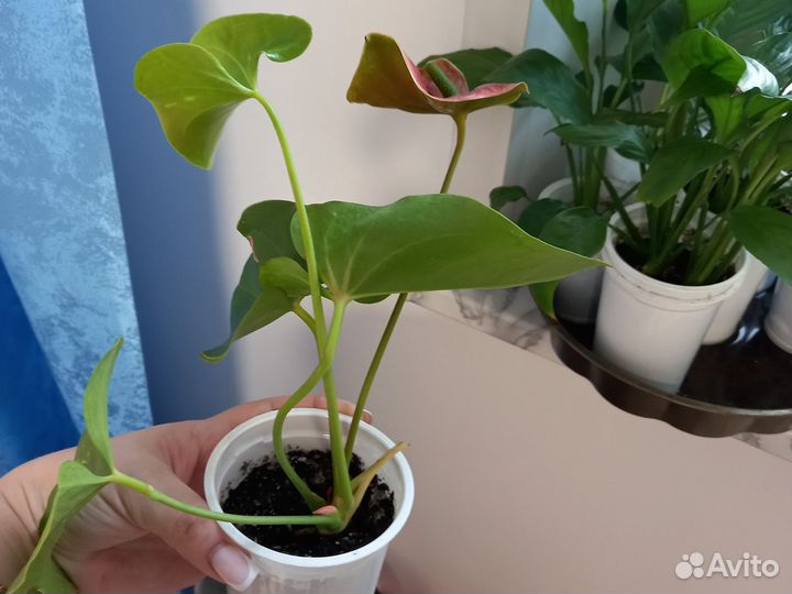 Антуриум оранжевый