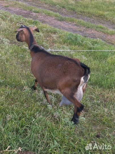 Продается коза и козлята