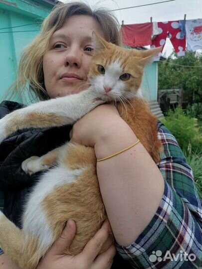 Два рыжих кота