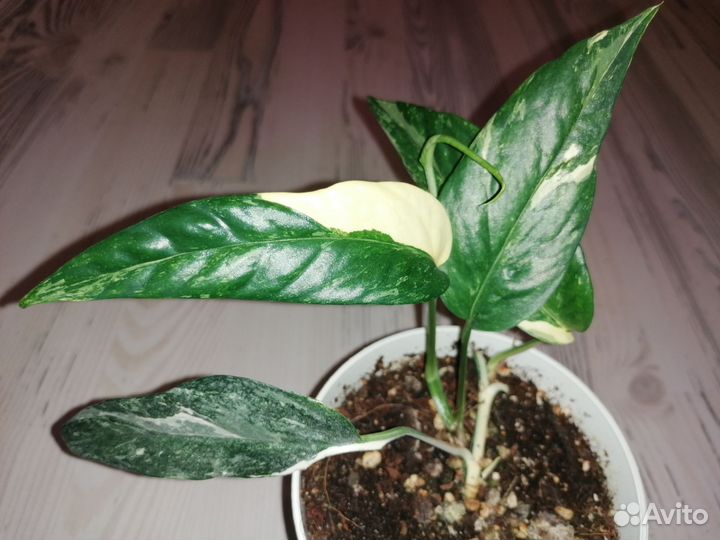 Эпипремнум пиннатум вайт