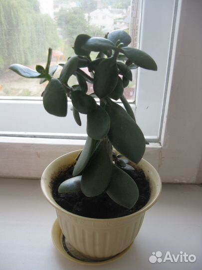 Продаю комнатные цветы