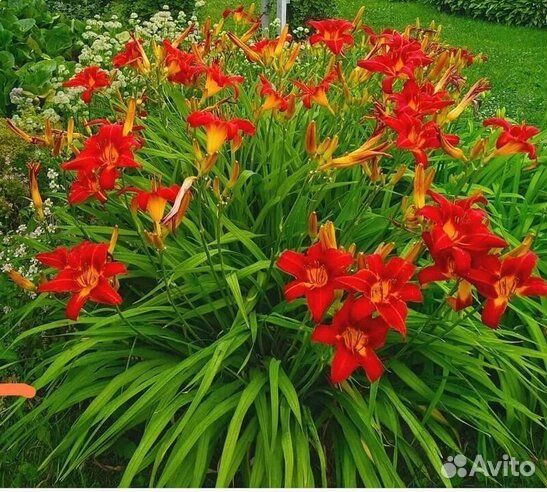 Лилейники сортовые