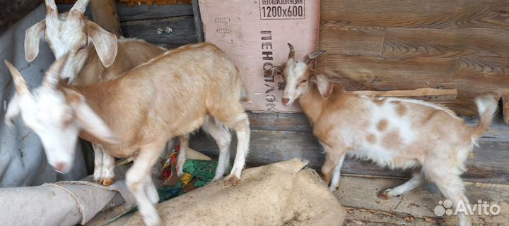 Козлики нубийские