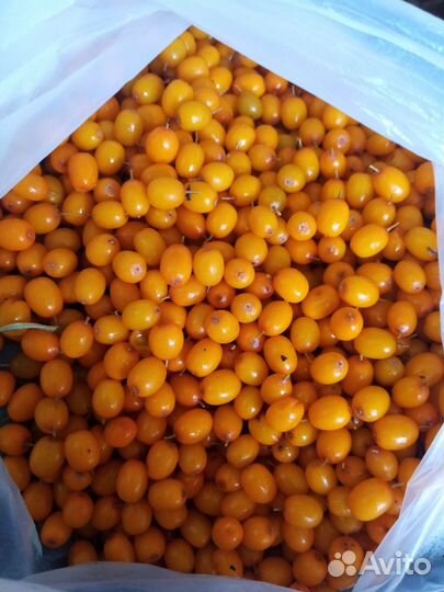 Саженец облепихи (девочка)