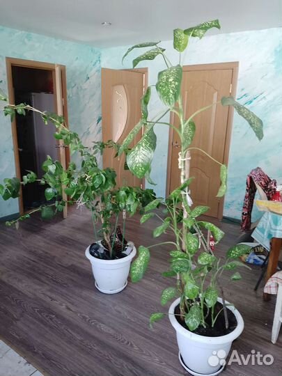 Комнатные цветы