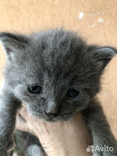 Котята ищут дом