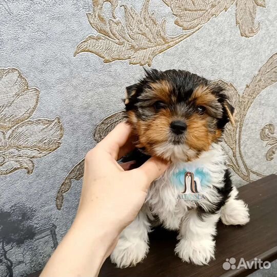 Бивер терьер девочка и мальчик