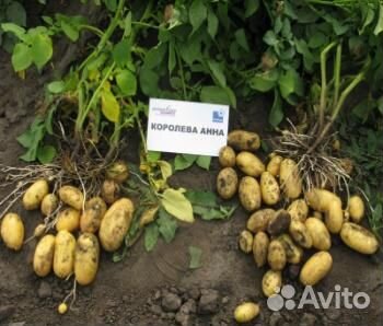 Картофель Королева Анна и Роко