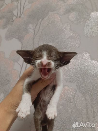 Котята орики родословная