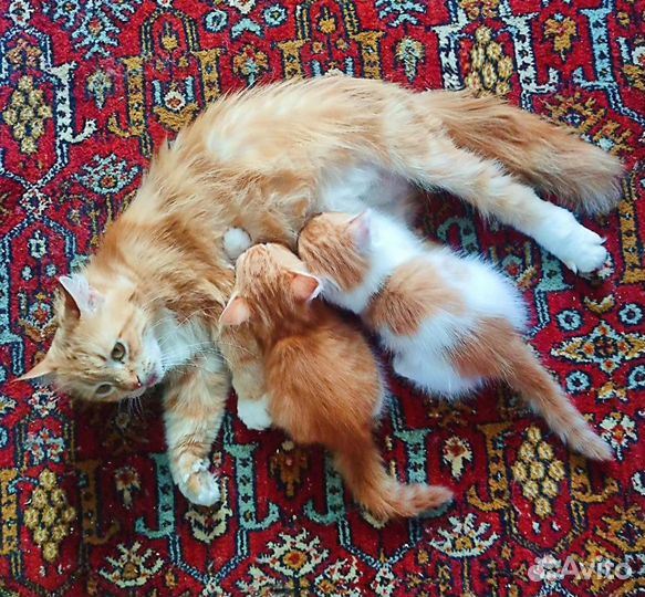 Котёнок турецкой ангоры