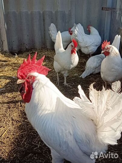 Инкубационное яйцо.Леггорн далматинец, лаванда