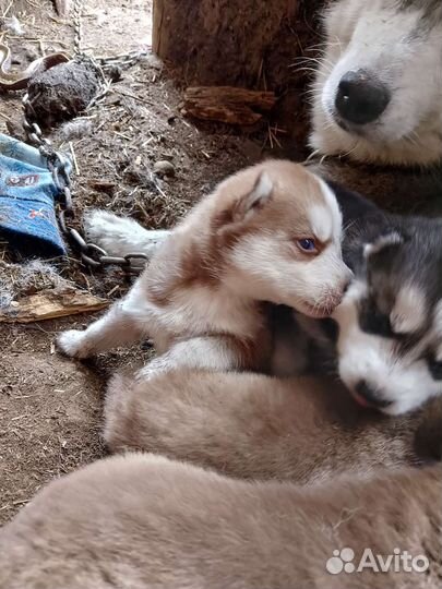 Сибирский хаски