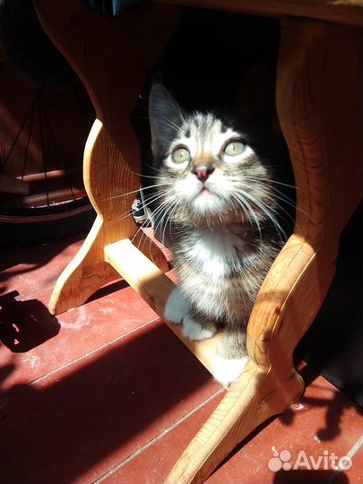 Котёнок Барсик ищет дом