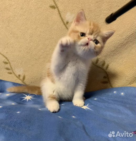 Экзотический котик