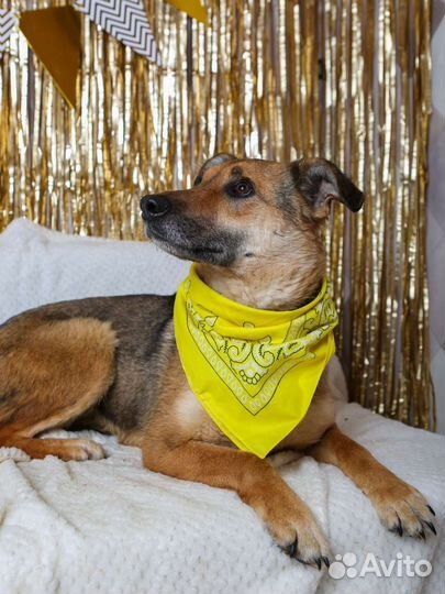 Предали собаку, ищем дом