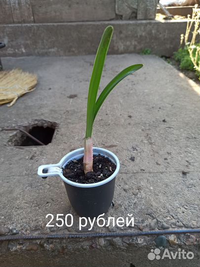 Гиппеаструм