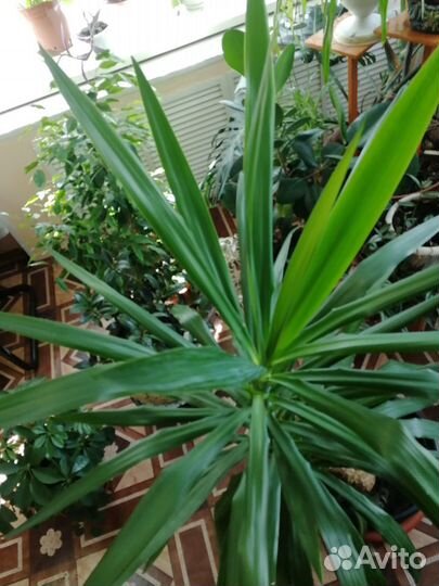 Домашний цветок