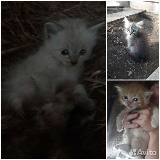 Рыжий котенок