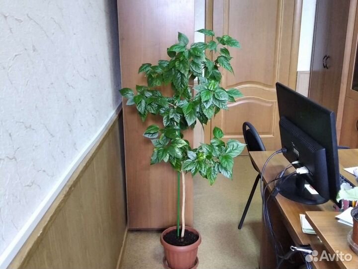 Гибискус сформирован деревцем