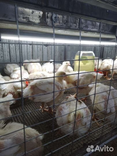 Бройлеры Кобб 500