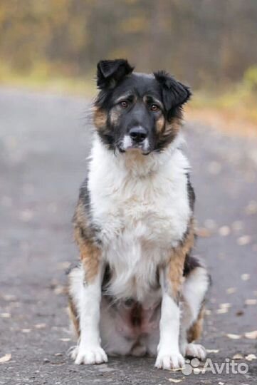 Собака в добрые руки