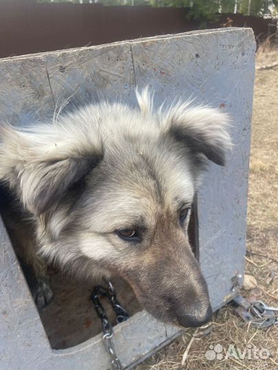 Собака охранник