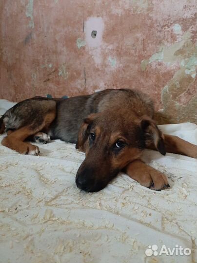 Ларс погибает в приюте