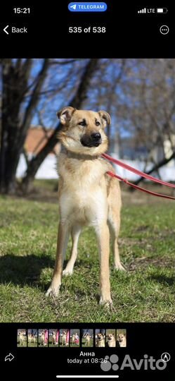 Отдам в добрые руки