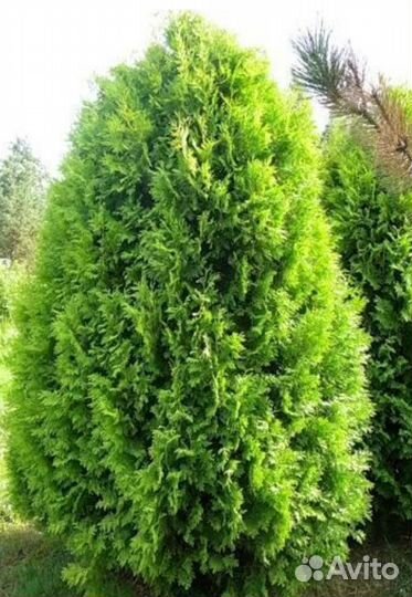 Туя Холмструп