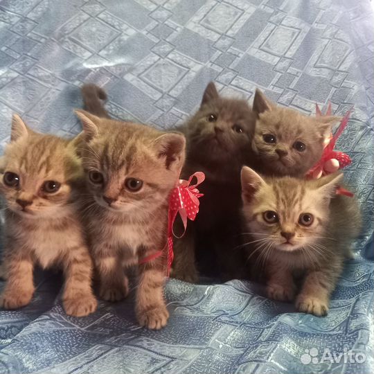 Британские котята
